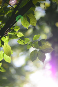 Close-up of leaves on tree