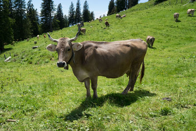 Cow standing on field against sky