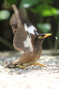 Close-up of bird