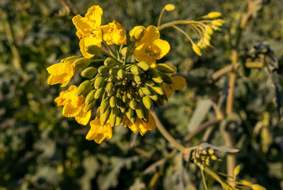 Close-up of yellow flowering plant