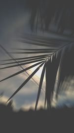 Close-up of silhouette plant against sky