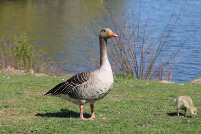 Mallard duck on a lake