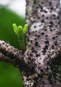 Close-up of moss growing on tree trunk