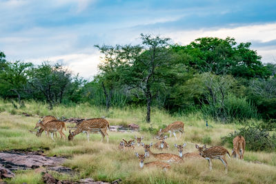 Deer in a field