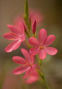 Close-up of pink flowers blooming outdoors