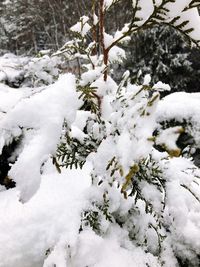 Close-up of snow covered tree on field