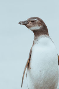 Close-up of penguin against clear sky