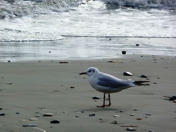 Seagulls on beach