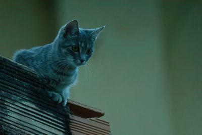 Portrait of cat sitting outdoors