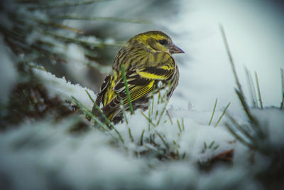 Close-up of bird perching on plant