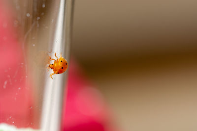 Close-up of ladybug on leaf