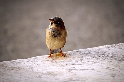 Close-up of bird perching on step