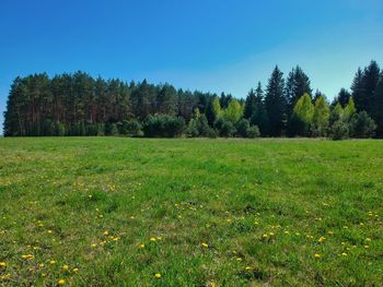 Scenic view of field against clear sky