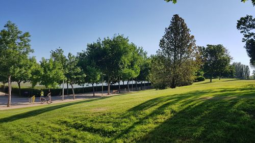 Trees in park against clear sky