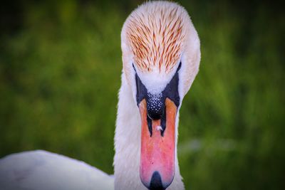 Close-up of bird mute swan 