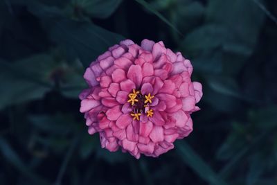 Directly above shot of pink flower on plant