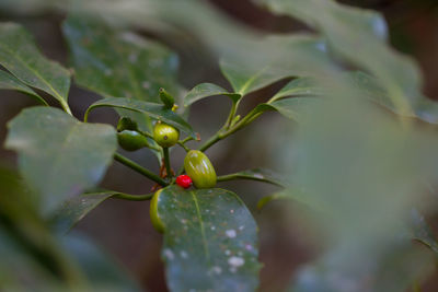 Close-up of berries growing on plant