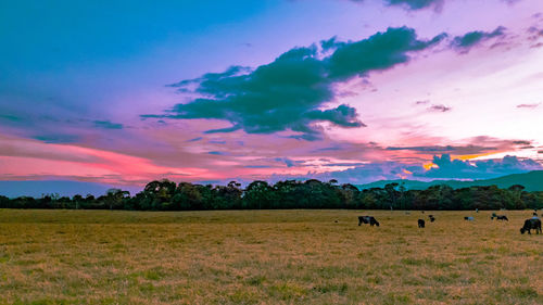 Scenic view of field against sky during sunset