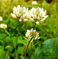 Close-up of white flowers