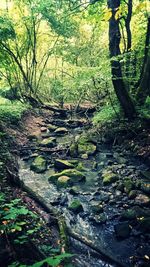 Scenic view of forest