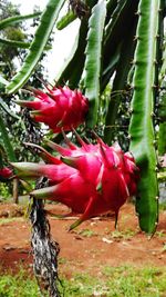 Close-up of red flowers growing on tree