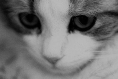 Close-up portrait of dog