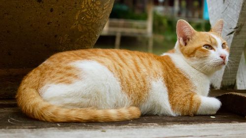 Close-up of a cat resting