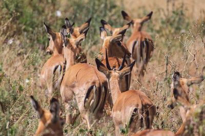 Side view of impala on field