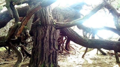 Panoramic shot of tree trunk