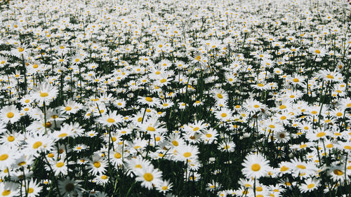 White flowering plants on field