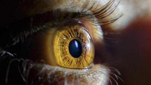 Close-up of hazel eyes