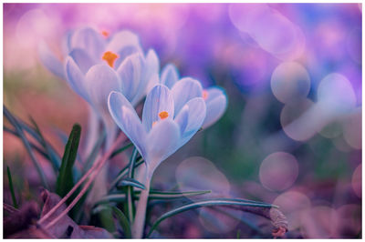 Close-up of crocus against sky