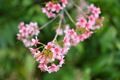 Close-up of pink flowering plant