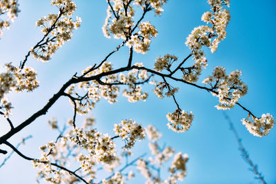 Low angle view of cherry blossom against clear sky