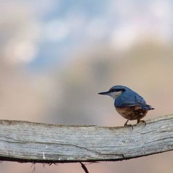 Bird perching on railing