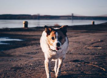 Dog standing on beach