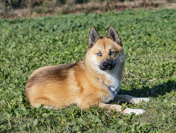 Portrait of dog on field