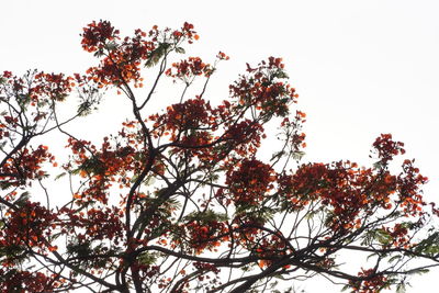 Low angle view of flower tree against clear sky