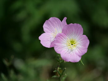 Close-up of pink flower