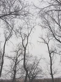 bare tree