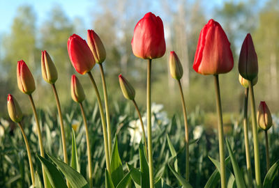 Close-up of poppy flowers growing in field