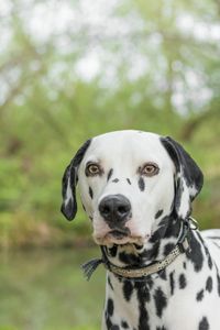 Close-up portrait of dog