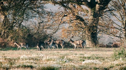 Deer on a field 