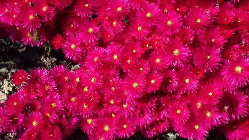 Full frame shot of pink flowering plants