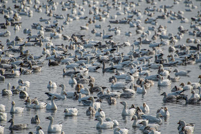 High angle view of seagulls on beach