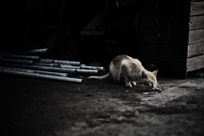 Cat relaxing on floor