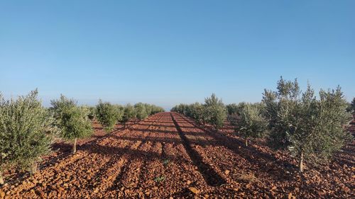 Olivar, jaén, spain.  land of olive trees. olivar, jaén, spain.  land of olive trees.