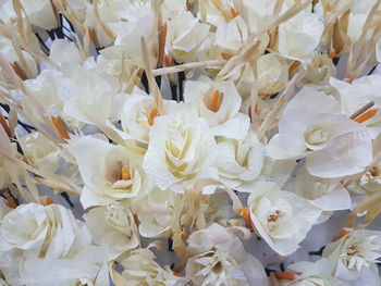 Full frame shot of white flowers