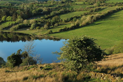 Scenic view of trees on field