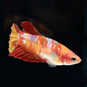 Close-up of fish swimming in sea